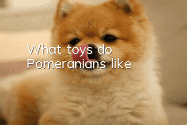 What toys do Pomeranians like?