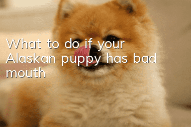 What to do if your Alaskan puppy has bad mouth
