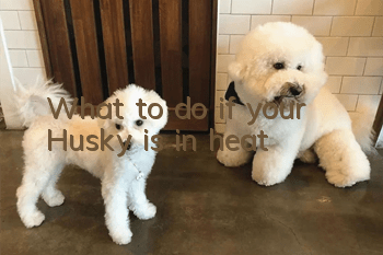 What to do if your Husky is in heat