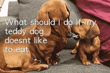 What should I do if my teddy dog doesn’t like to eat?