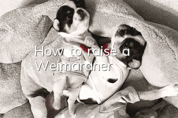 How to raise a Weimaraner