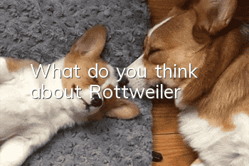 What do you think about Rottweiler?