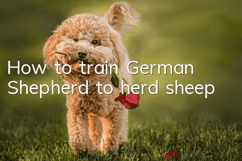 How to train German Shepherd to herd sheep