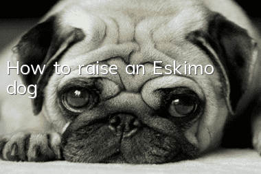 How to raise an Eskimo dog
