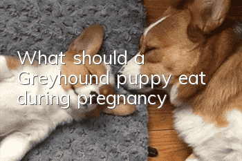 What should a Greyhound puppy eat during pregnancy?