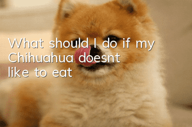 What should I do if my Chihuahua doesn’t like to eat?