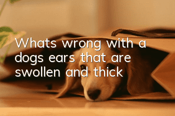 What’s wrong with a dog’s ears that are swollen and thick?