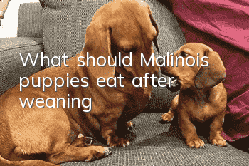 What should Malinois puppies eat after weaning?