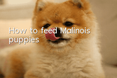 How to feed Malinois puppies