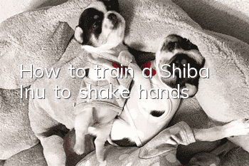 How to train a Shiba Inu to shake hands