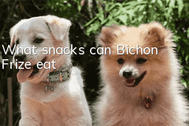 What snacks can Bichon Frize eat?