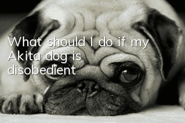 What should I do if my Akita dog is disobedient?