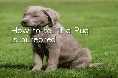 How to tell if a Pug is purebred