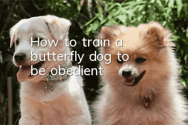 How to train a butterfly dog to be obedient