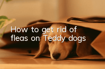 How to get rid of fleas on Teddy dogs