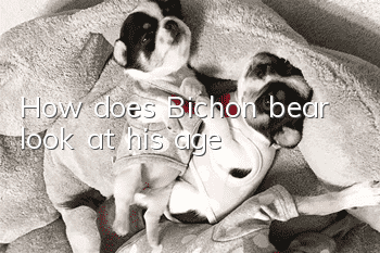 How does Bichon bear look at his age?