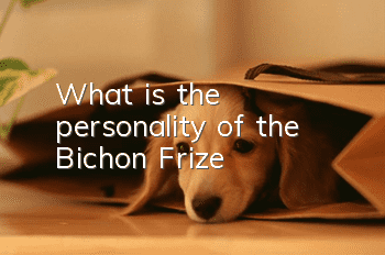 What is the personality of the Bichon Frize?