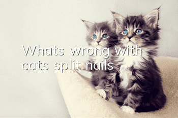 What’s wrong with cat’s split nails?