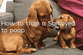 How to train a Samoyed to poop