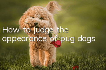 How to judge the appearance of pug dogs