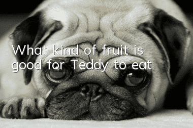 What kind of fruit is good for Teddy to eat?