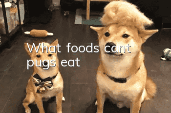 What foods can’t pugs eat?