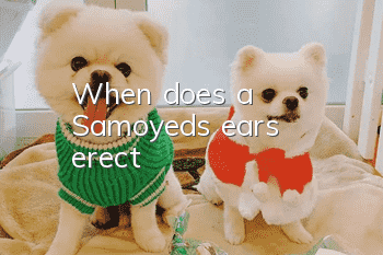 When does a Samoyed's ears erect?