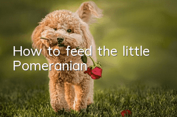 How to feed the little Pomeranian
