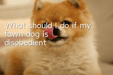 What should I do if my fawn dog is disobedient?