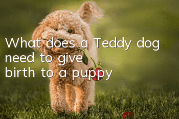 What does a Teddy dog need to give birth to a puppy?
