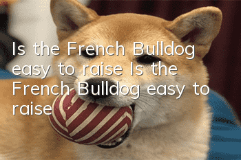 Is the French Bulldog easy to raise? Is the French Bulldog easy to raise?
