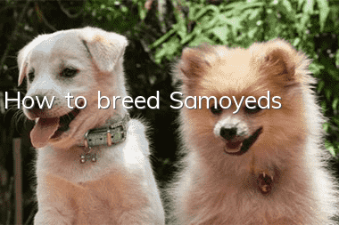 How to breed Samoyeds
