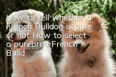 How to tell whether a French Bulldog is pure or not? How to select a purebred French Bulldog?