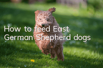 How to feed East German Shepherd dogs
