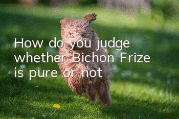 How do you judge whether Bichon Frize is pure or not?