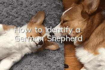 How to identify a German Shepherd