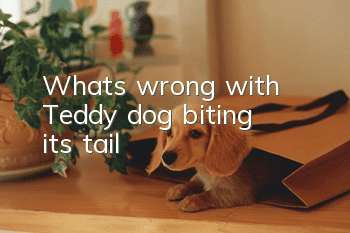 What's wrong with Teddy dog biting its tail?