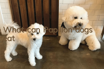 What can Papillon dogs eat?
