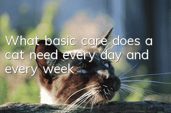 What basic care does a cat need every day and every week?