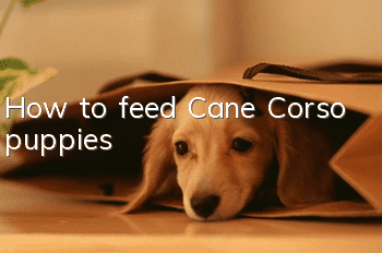 How to feed Cane Corso puppies