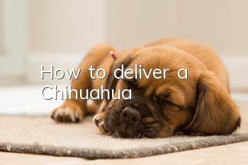 How to deliver a Chihuahua