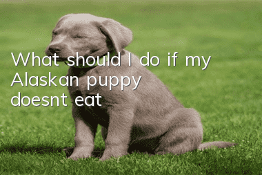 What should I do if my Alaskan puppy doesn’t eat?