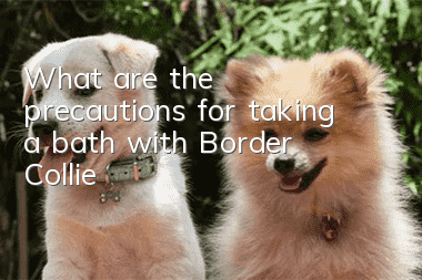 What are the precautions for taking a bath with Border Collie?