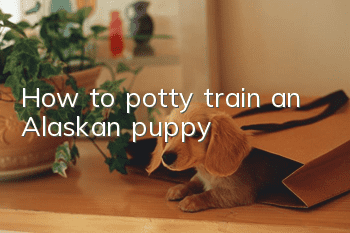 How to potty train an Alaskan puppy