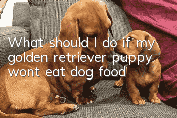 What should I do if my golden retriever puppy won’t eat dog food?