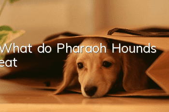What do Pharaoh Hounds eat?