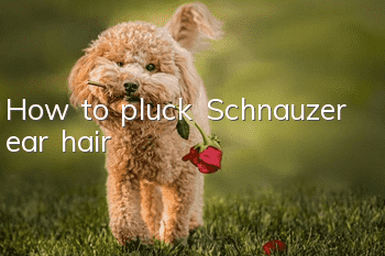 How to pluck Schnauzer ear hair