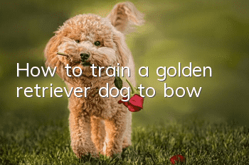 How to train a golden retriever dog to bow