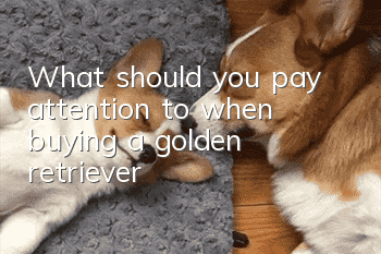 What should you pay attention to when buying a golden retriever?
