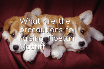 What are the precautions for raising Tibetan Mastiff?